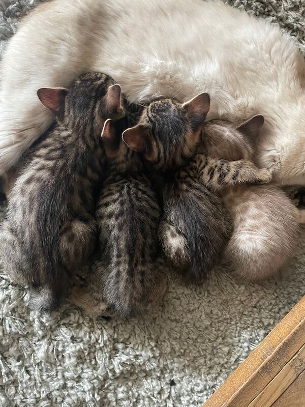 4 x Beautiful Bengal X Kittens for sale in Cambridge, Cambridgeshire | Image 2