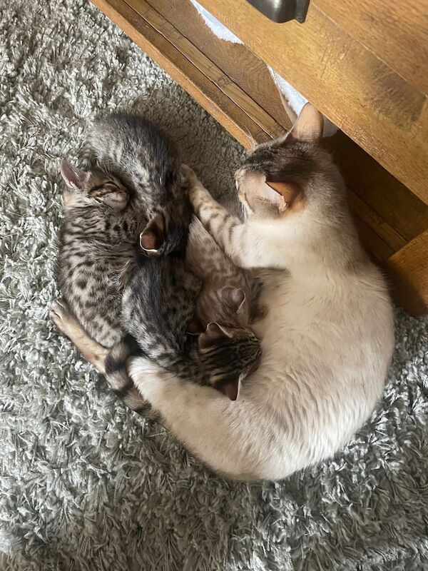 4 x Beautiful Bengal X Kittens for sale in Cambridge, Cambridgeshire | Image 3