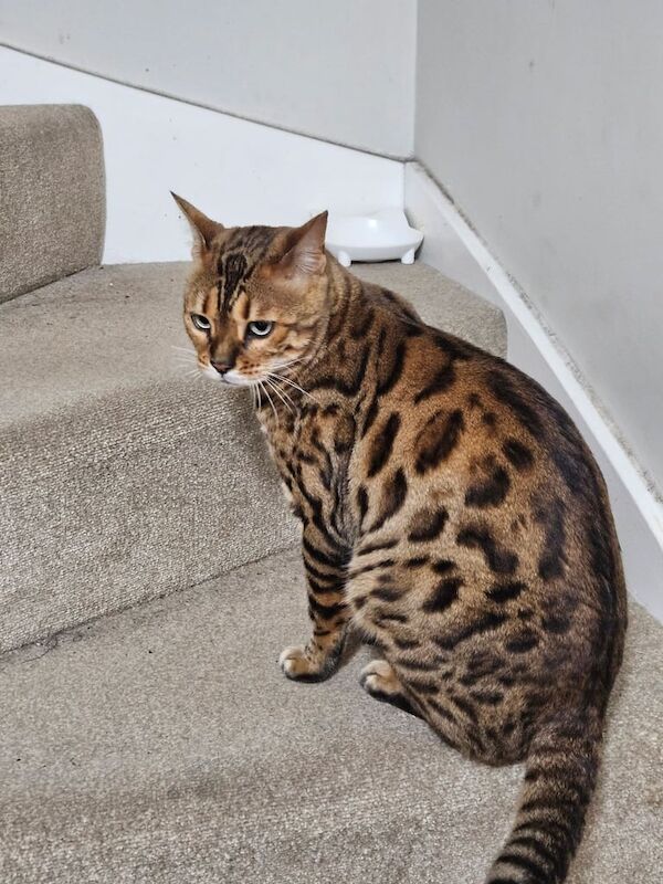 4 years old male bengal cat for sale in Norwich, Norfolk