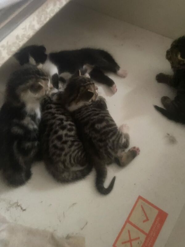 5 bangle mixed breeds for sale in Lawrence Weston, Bristol