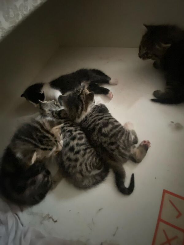 5 bangle mixed breeds for sale in Lawrence Weston, Bristol | Image 2