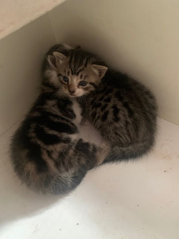 5 bangle mixed breeds for sale in Lawrence Weston, Bristol | Image 3