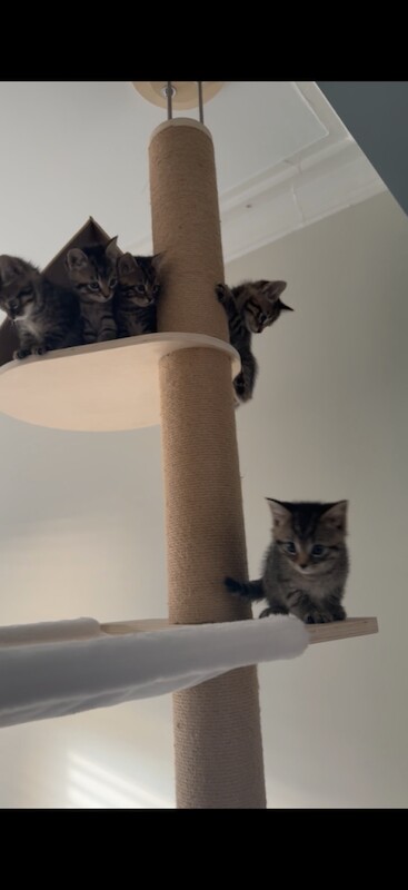 5 Beautiful 8-Week old Bengal Mix Kittens
