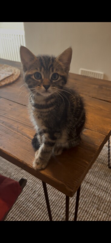 5 Beautiful 8-Week old Bengal Mix Kittens - Image 2 of 3