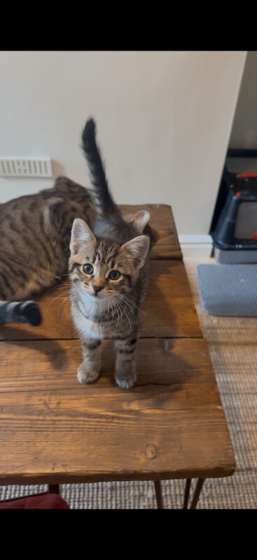 5 Beautiful 8-Week old Bengal Mix Kittens - Image 3 of 3