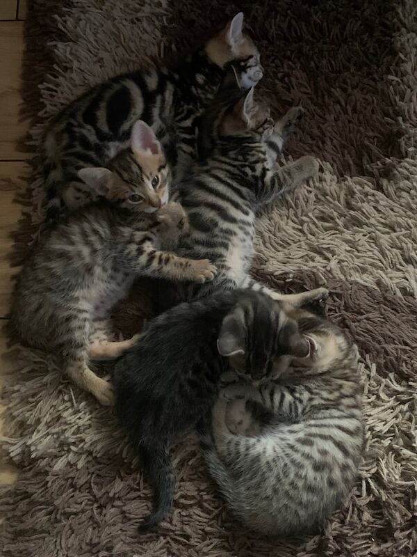Bengal kittens for sale in Eccles, Greater Manchester – 8 weeks old