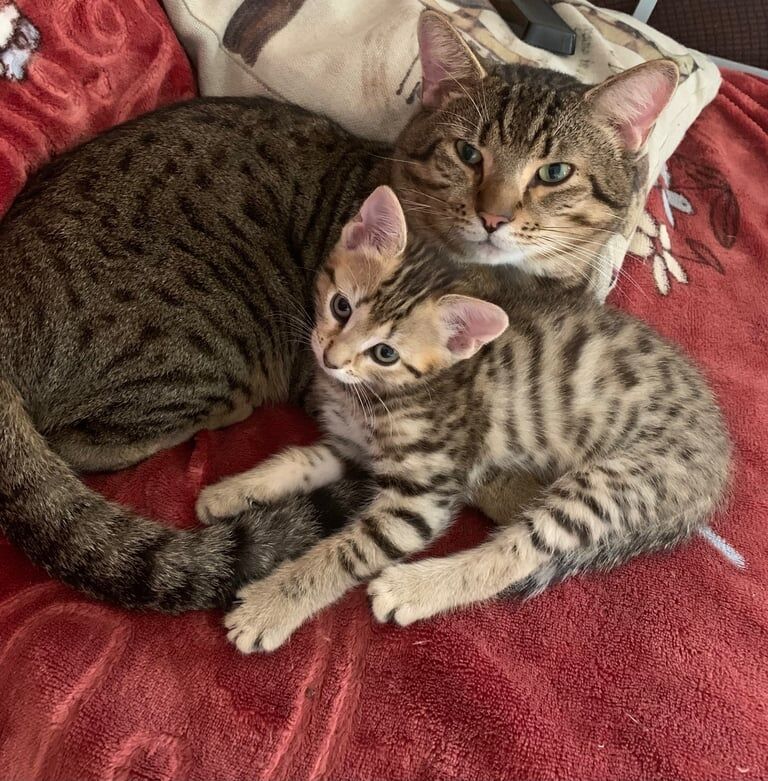 Bengal kittens for sale in Eccles, Greater Manchester – 8 weeks old - Image 2 of 3