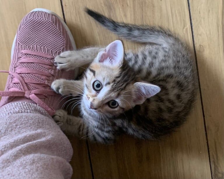 Bengal kittens for sale in Eccles, Greater Manchester – 8 weeks old - Image 3 of 3
