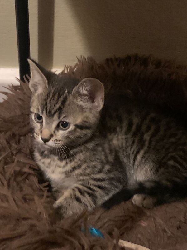 Bengal kittens for sale in Eccles, Greater Manchester – 8 weeks old