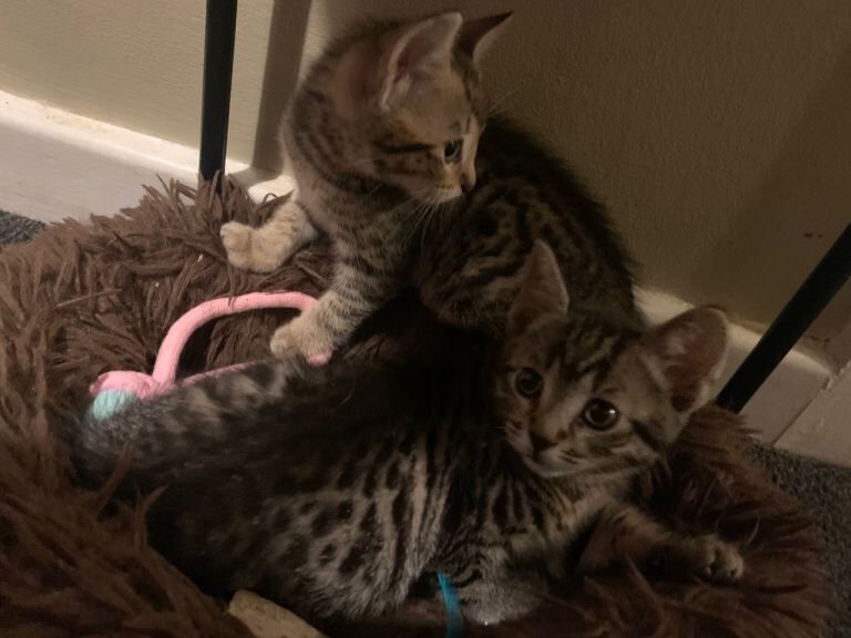 Bengal kittens for sale in Eccles, Greater Manchester – 8 weeks old - Image 2 of 5
