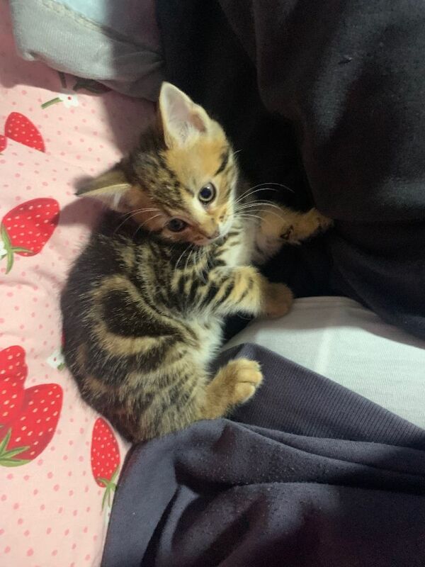 Bengal kittens for sale in Eccles, Greater Manchester – 8 weeks old - Image 3 of 5