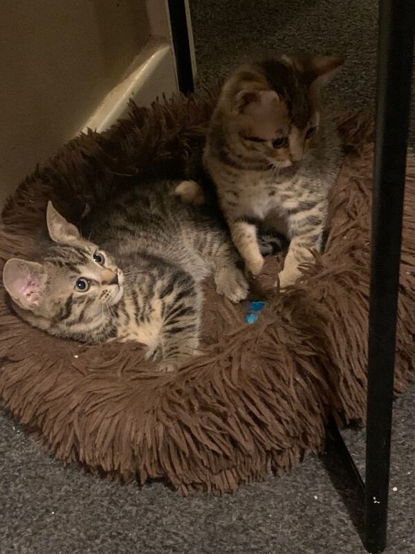 Bengal kittens for sale in Eccles, Greater Manchester – 8 weeks old - Image 4 of 5