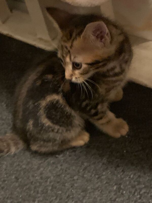 Bengal kittens for sale in Eccles, Greater Manchester – 8 weeks old - Image 5 of 5