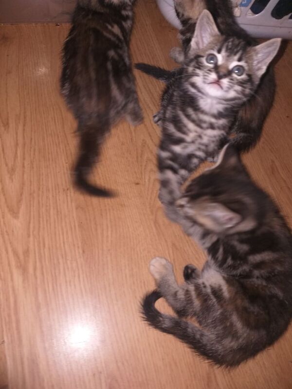 Bengal kittens for sale in Liverpool, Merseyside – 10 weeks old