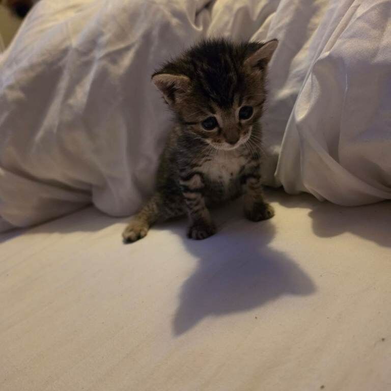 5 bengal x kittens