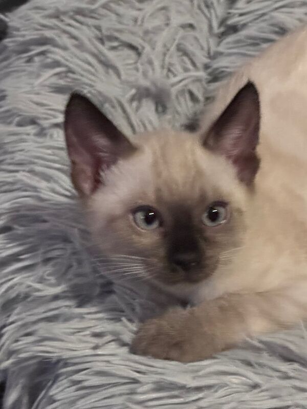 5 gorgeous Bengal kittens all tica registered. for sale in Cowdenbeath, Fife