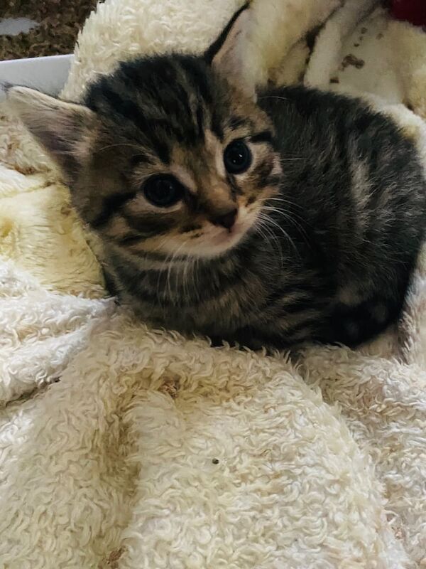 Bengal kittens for sale in Pontnewynydd, Gwent – 5 weeks old