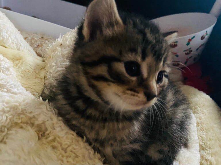 Bengal kittens for sale in Pontnewynydd, Gwent – 5 weeks old - Image 2 of 3