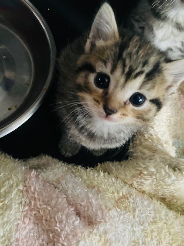 Bengal kittens for sale in Pontnewynydd, Gwent – 5 weeks old - Image 3 of 3