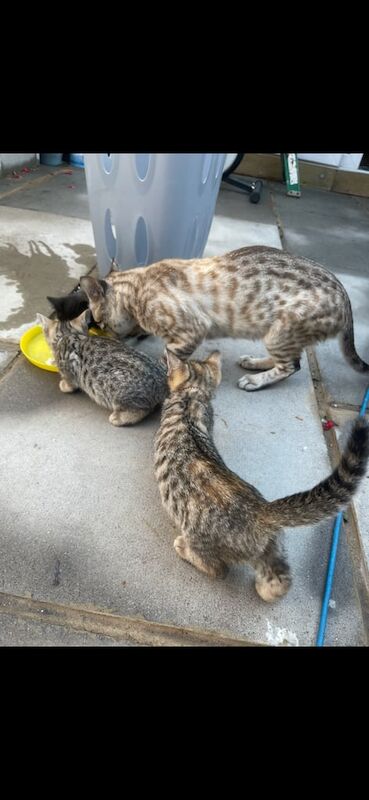 5 Gorgeous Kittens - Image 2 of 3
