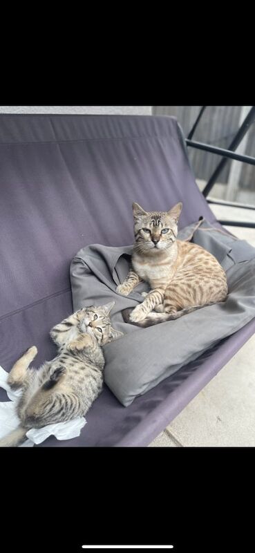 5 Gorgeous Kittens - Image 3 of 3