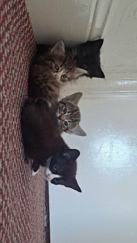 5 kittens available to go today