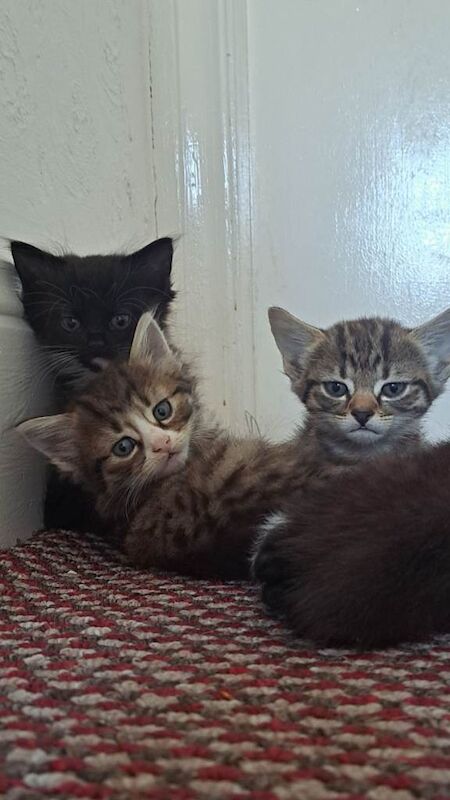 5 kittens available to go today - Image 2 of 6