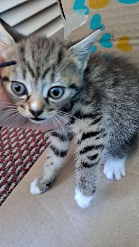 5 kittens available to go today - Image 3 of 6