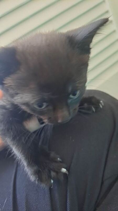 5 kittens available to go today - Image 4 of 6