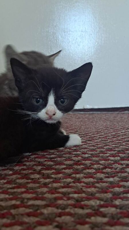 5 kittens available to go today - Image 5 of 6