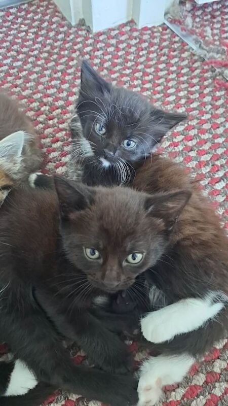 5 kittens available to go today - Image 6 of 6