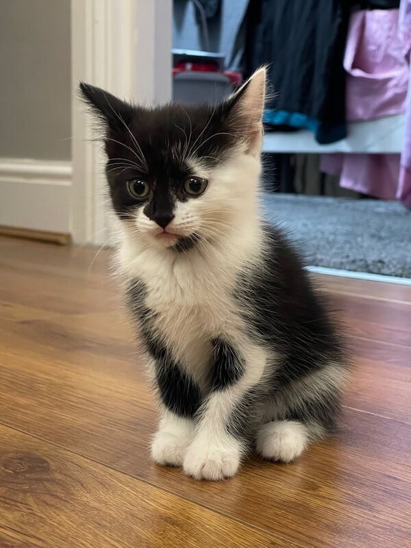 Bengal kittens for sale in Erith, Greater London – 7 weeks old