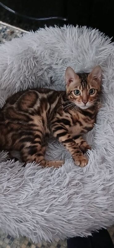 Bengal kittens for sale in Hexham, Northumberland – 5 months old