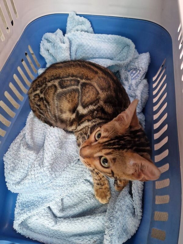Bengal kittens for sale in Hexham, Northumberland – 5 months old - Image 2 of 2