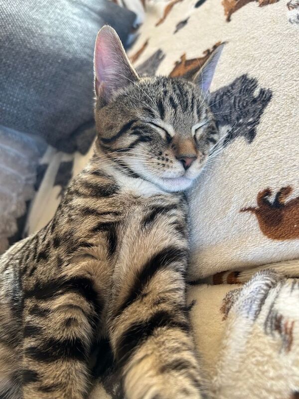 Bengal kittens for sale in Norwich, Norfolk – 4 months old