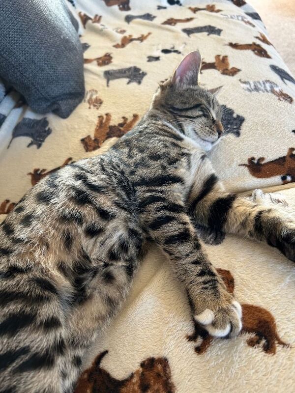 Bengal kittens for sale in Norwich, Norfolk – 4 months old - Image 2 of 3