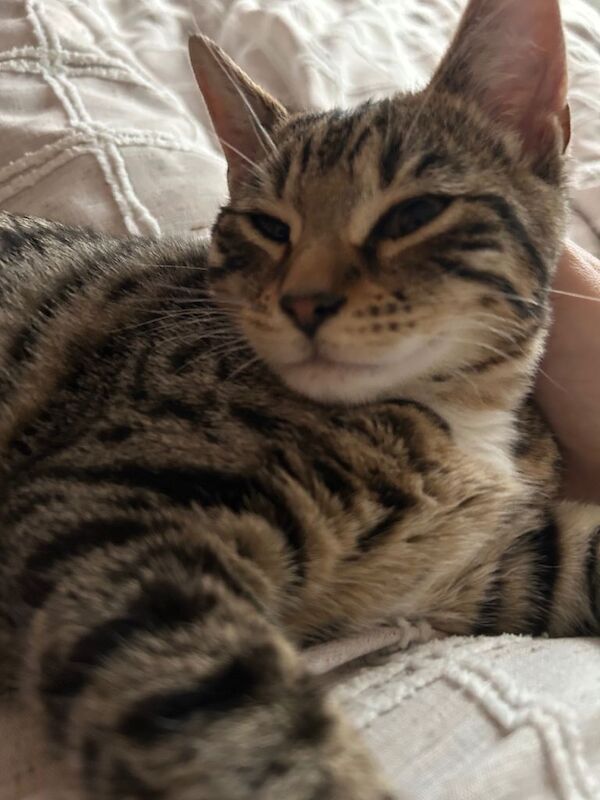 Bengal kittens for sale in Norwich, Norfolk – 4 months old - Image 3 of 3