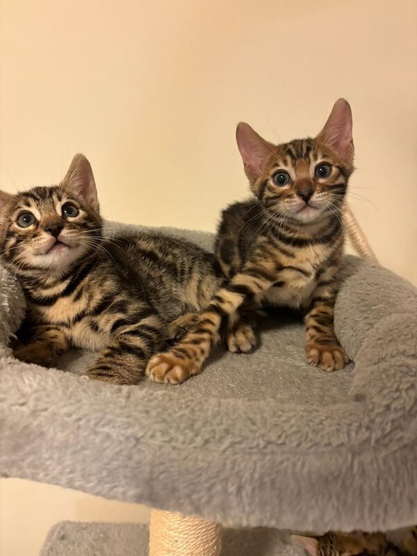Bengal kittens for sale in Seven Sisters, Greater London – 7 weeks old