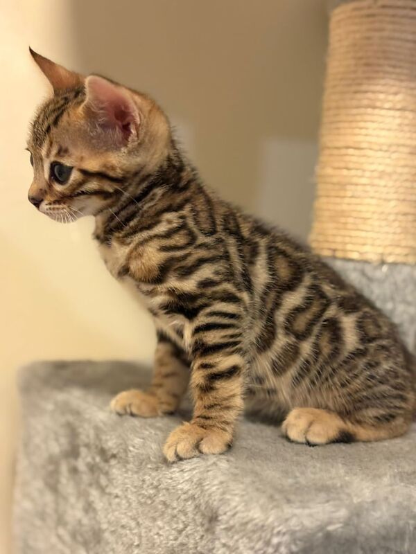 Bengal kittens for sale in Seven Sisters, Greater London – 7 weeks old - Image 2 of 3