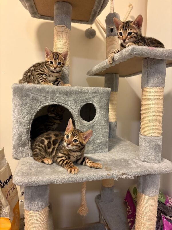 Bengal kittens for sale in Seven Sisters, Greater London – 7 weeks old - Image 3 of 3