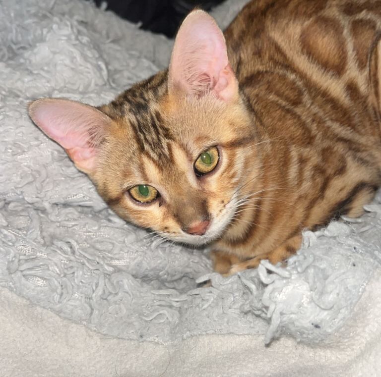 5th generation pedigree female bengal