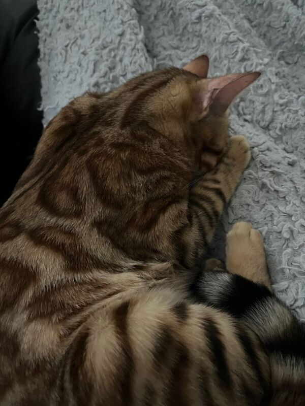 5th generation pedigree female bengal - Image 2 of 5