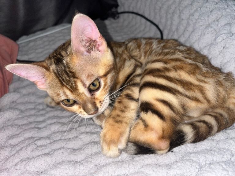 5th generation pedigree female bengal - Image 3 of 5