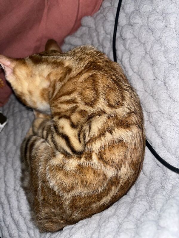 5th generation pedigree female bengal - Image 4 of 5