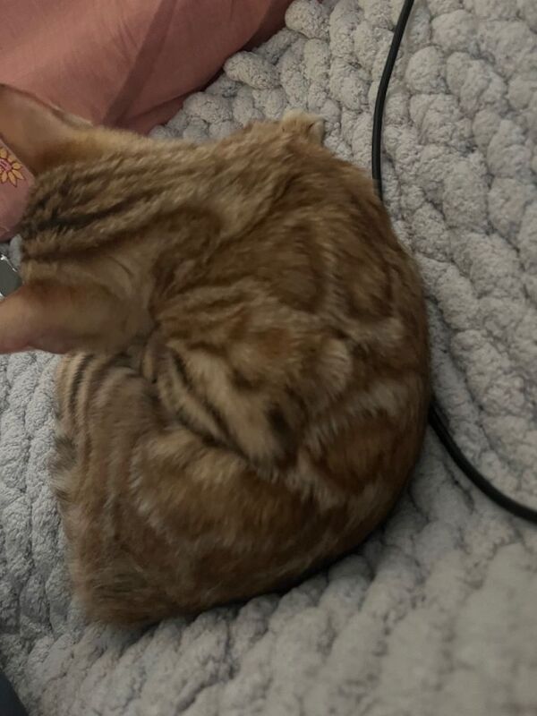 5th generation pedigree female bengal - Image 5 of 5