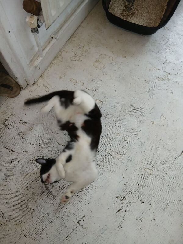 6 adorable kittens looking for there forever homes for sale in Islington, Greater London