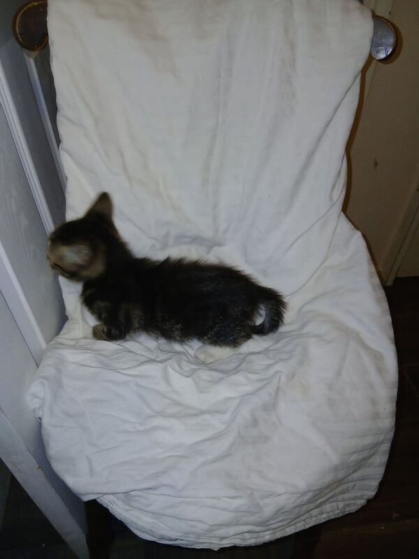 6 adorable kittens looking for there forever homes for sale in Islington, Greater London | Image 2