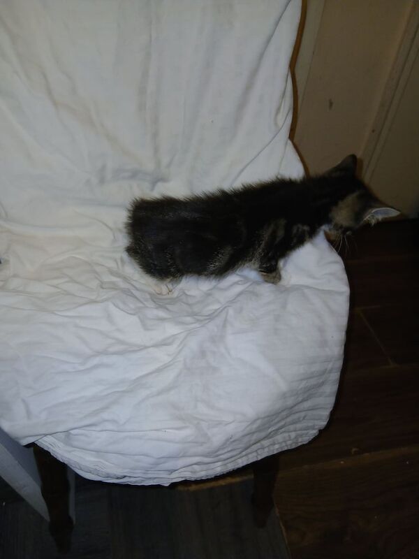 6 adorable kittens looking for there forever homes for sale in Islington, Greater London | Image 3