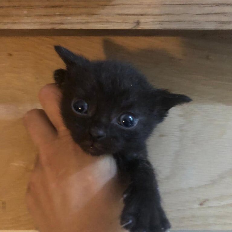 Bengal kittens for sale in Cheadle, Greater Manchester – 3 weeks old