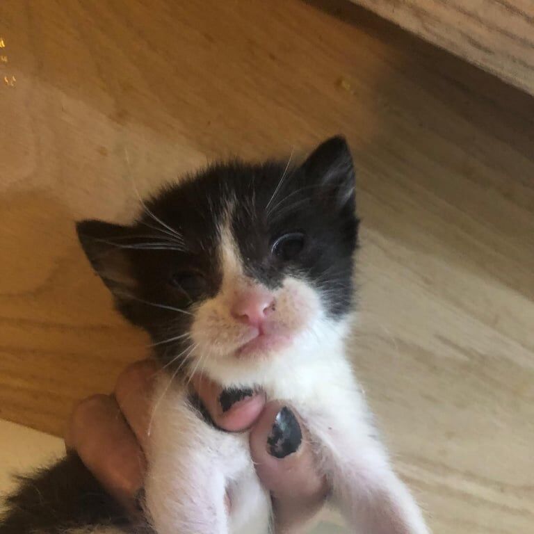 Bengal kittens for sale in Cheadle, Greater Manchester – 3 weeks old - Image 2 of 3